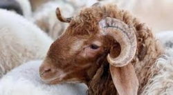 غرفة القصّابين : إقبال ضعيف على شراء الأضاحي بسبب الأسعار المشطّة